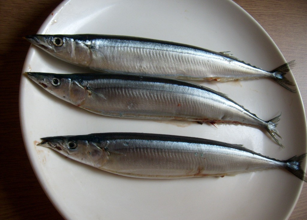 Mackerel Canned Fish, Mackerel Tomato Sauce, Mackerel Tin Fish, Price