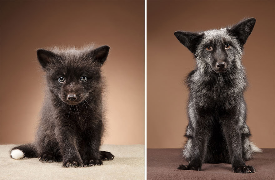 This Photographer Captures Foxes In Her Studio, And The Results Are Breathtaking