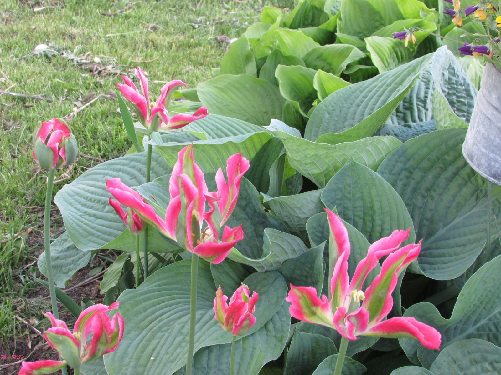 Urban Landscape Native Landscape Pink Flowers