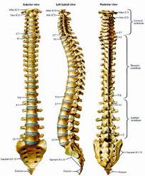 Tulang belakang termasuk dalam jenis tulang