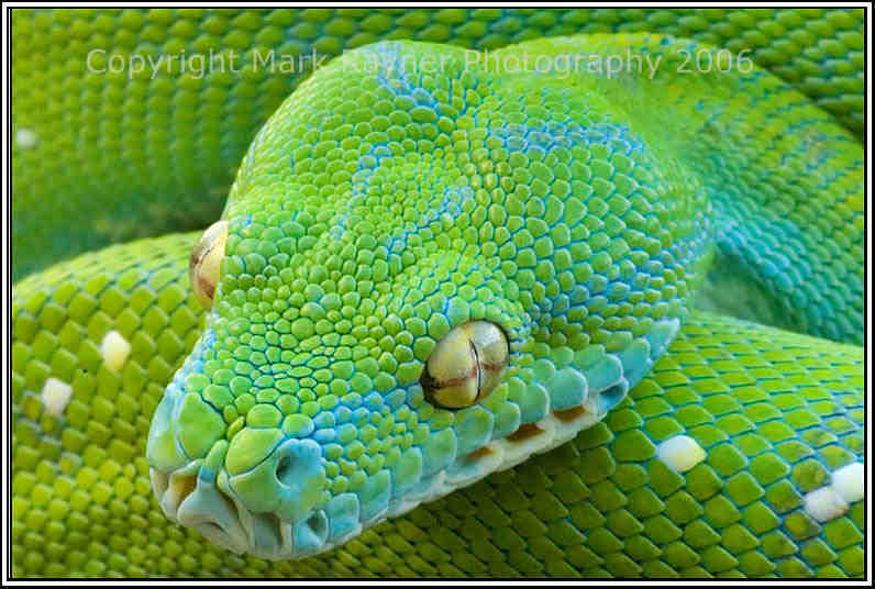 Green Tree Python - Facts Pod