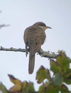 YELLOW BILLED CUCKOO-LOWER MOORS-ST MARYS-ISLES OF SCILLY-6TH OCTOBER 2019