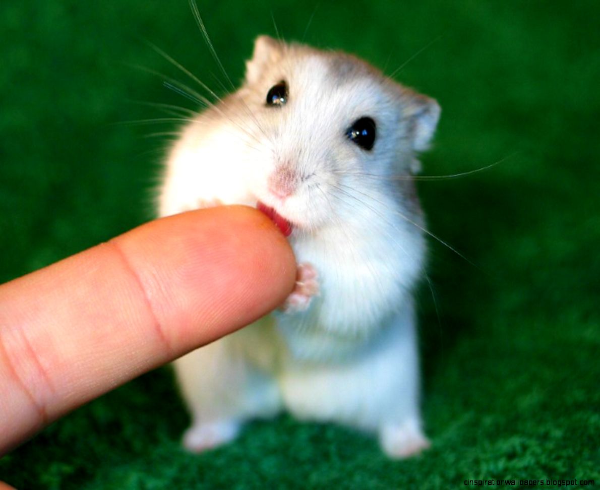 Dont Miss These 11 Adorable Facts Before You Have Your Hamster