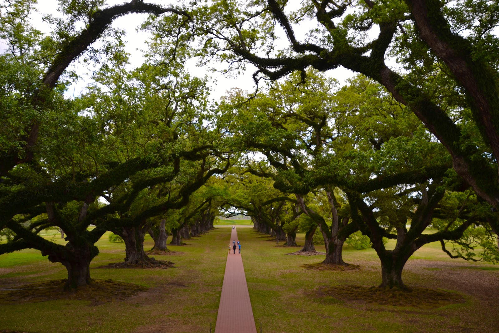 The Life and Times of MSCH Grimes Oak Alley Plantation