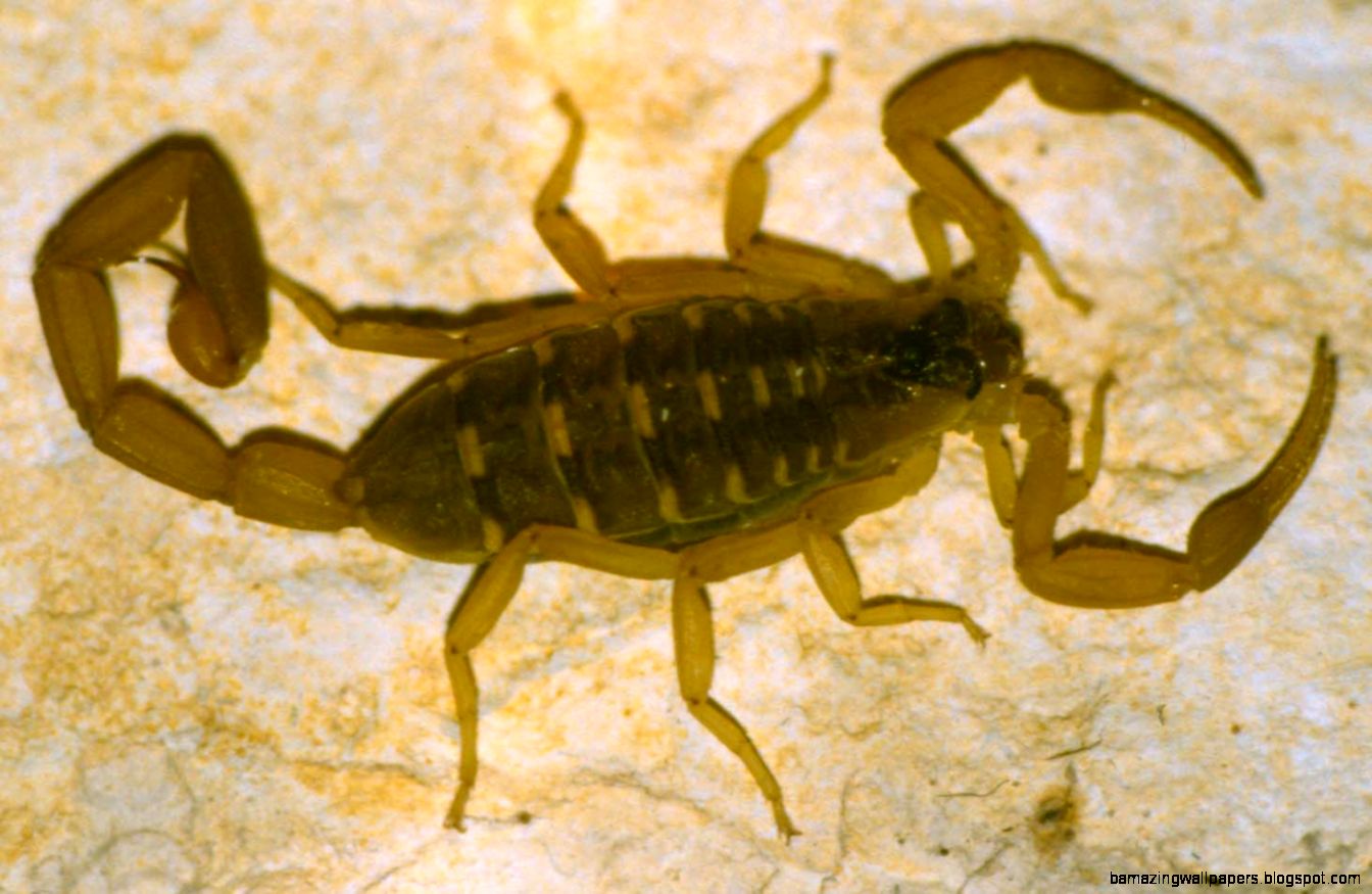 Arachnida Scorpiones Striped Scorpion