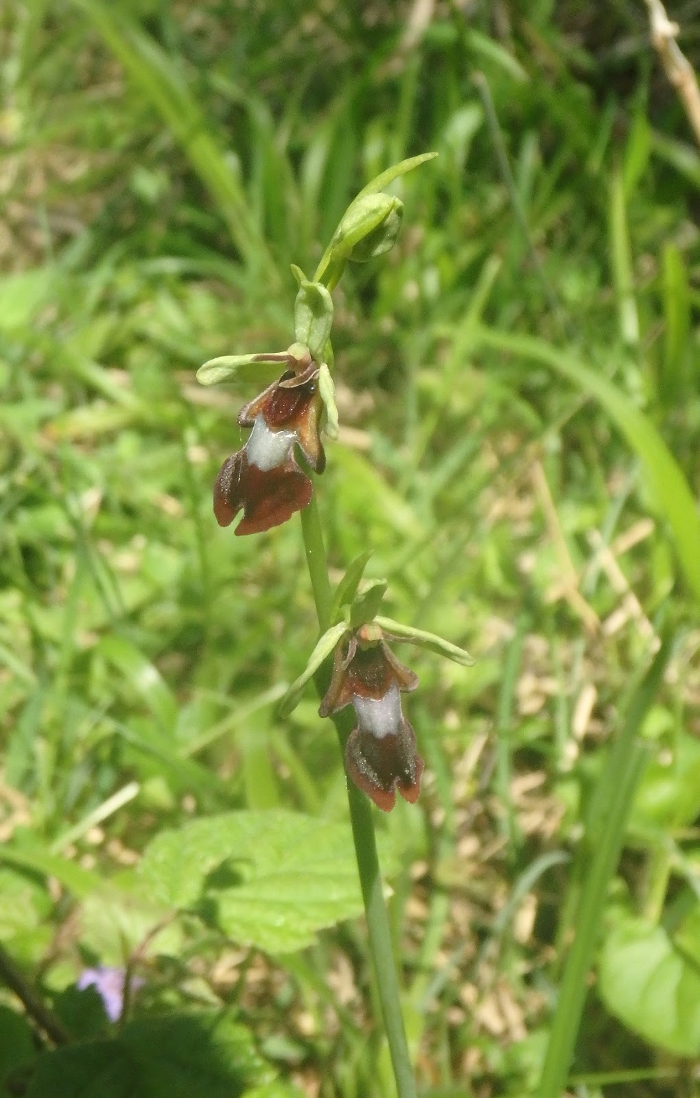 An Annotated Inventory Of Arboreal Flora In Jammu And Kashmir