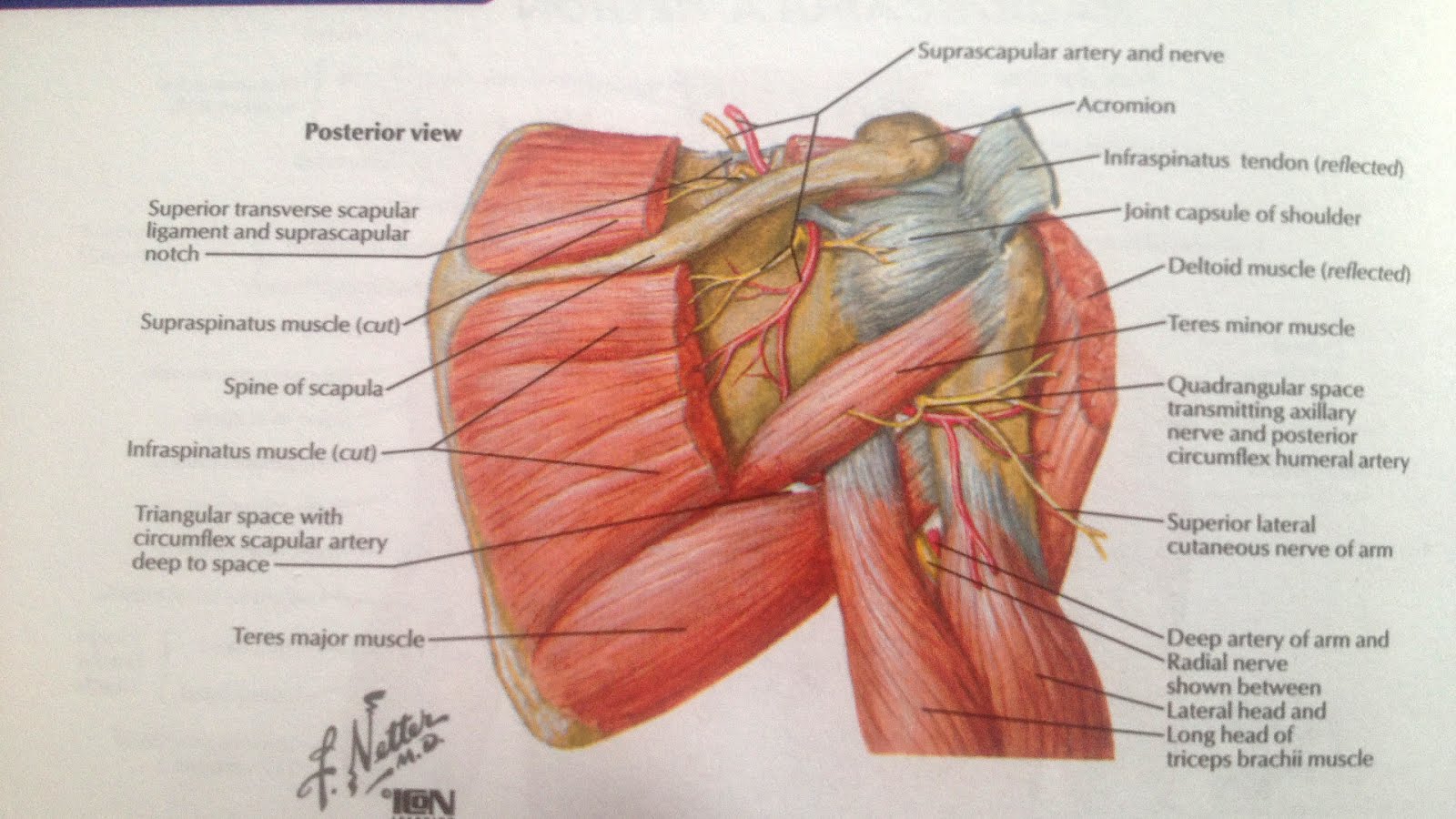 Sleeping With Rotator Cuff Injury Injury Choices