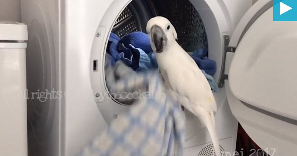 Who's a clever bird then? Harley the cockatoo filmed taking his owner's