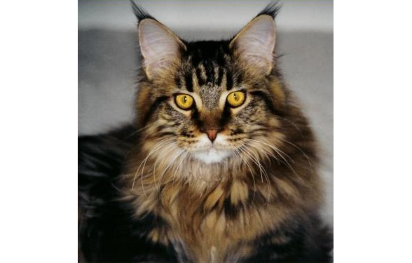 Maine Coon Cat breed