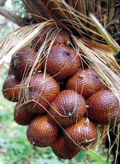 Obat tradisional alami yang ampuh mengobati mencret atau Diare