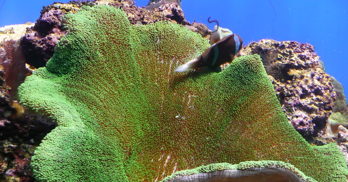 Real Monstrosities Carpet Anemone