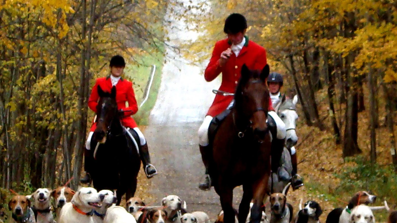 Horses For Hunting Horse Choices