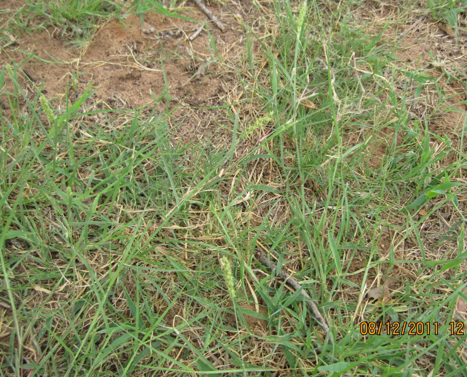 Reflections from one of my Praying Chairs Summer & Grass Burrs in