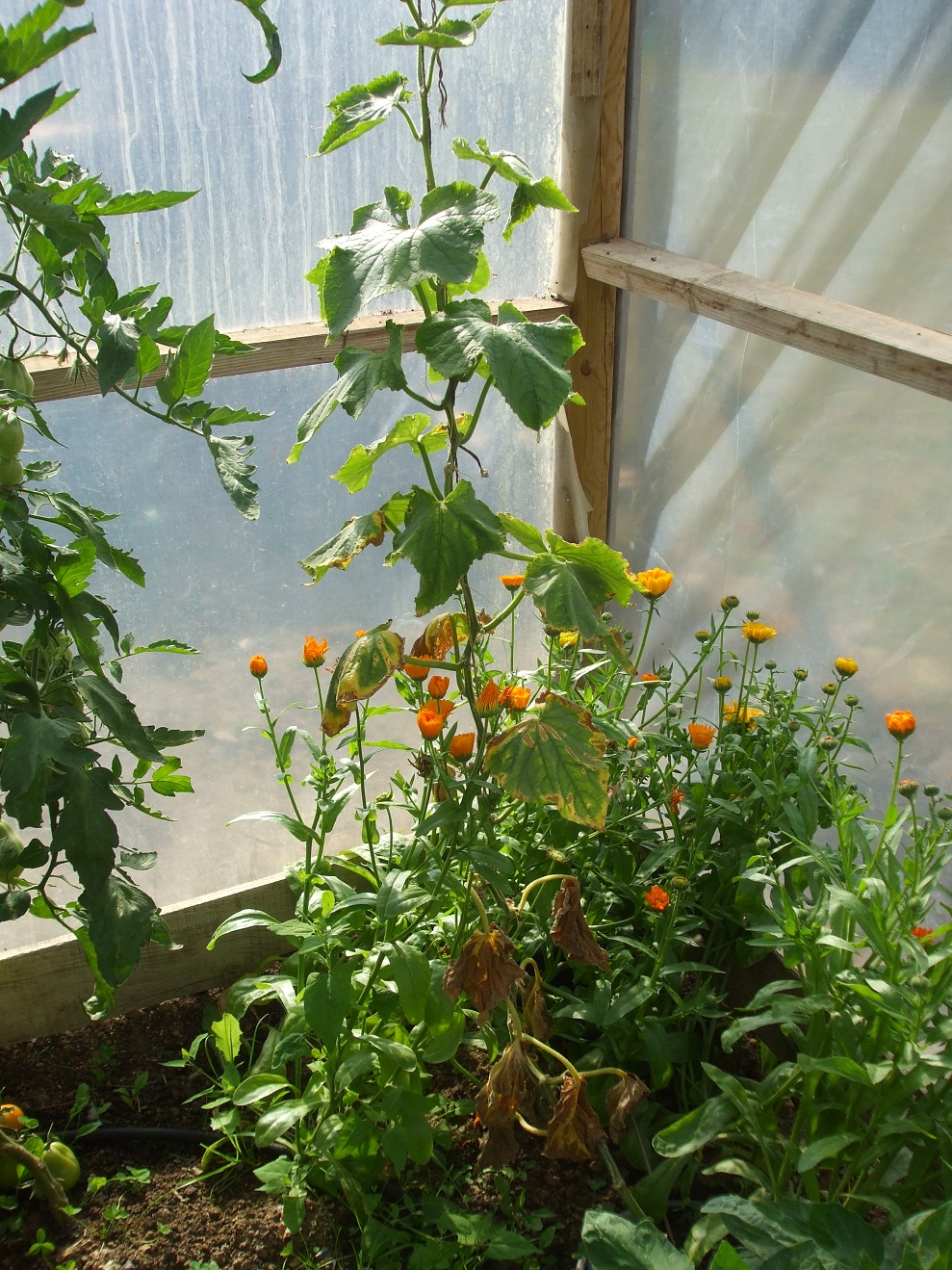 First Aid for wilting Cucumber plants