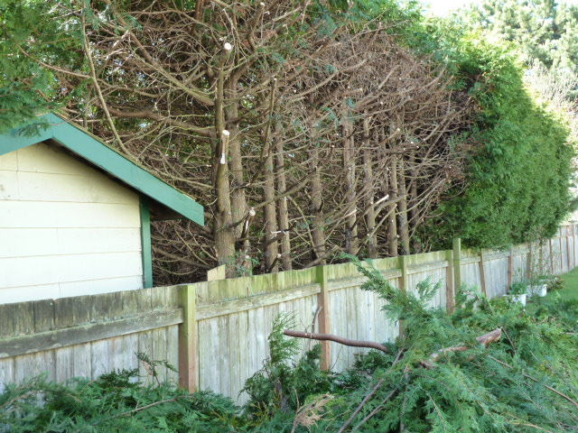 21 Trees You Should Never Plant In Your Yard