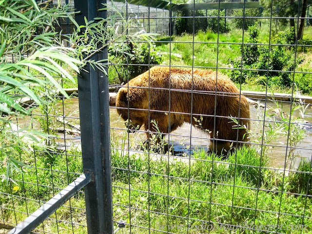 Grizzly Bär im Wildlife Park Kamloops