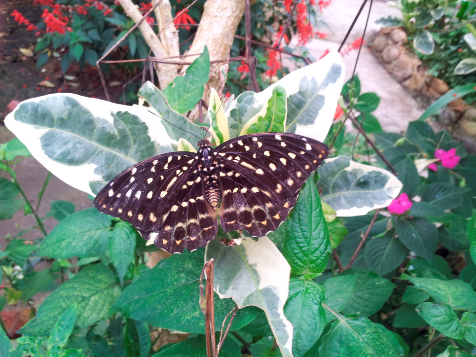 My Keju & Coklat Mendekati Si Ramarama & Jus Butterhead