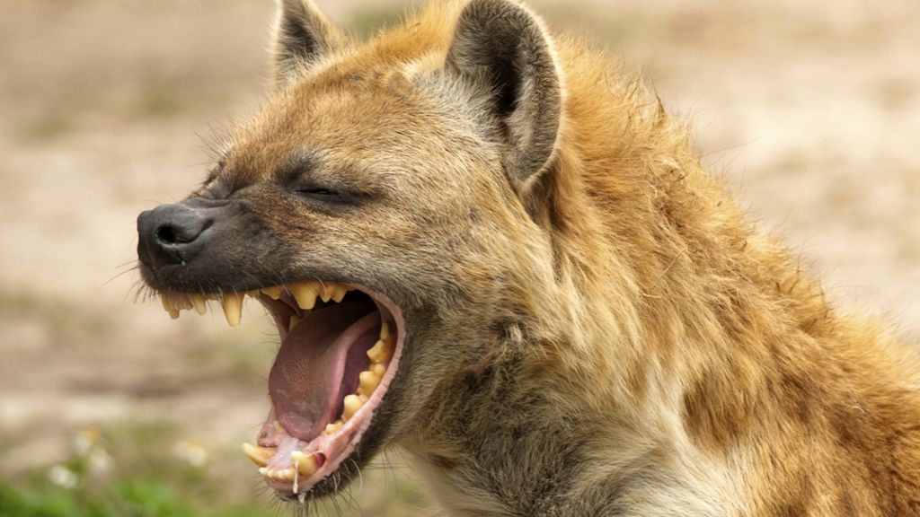 hiena femelă are un penis nicio erecție dimineața ce ar putea fi