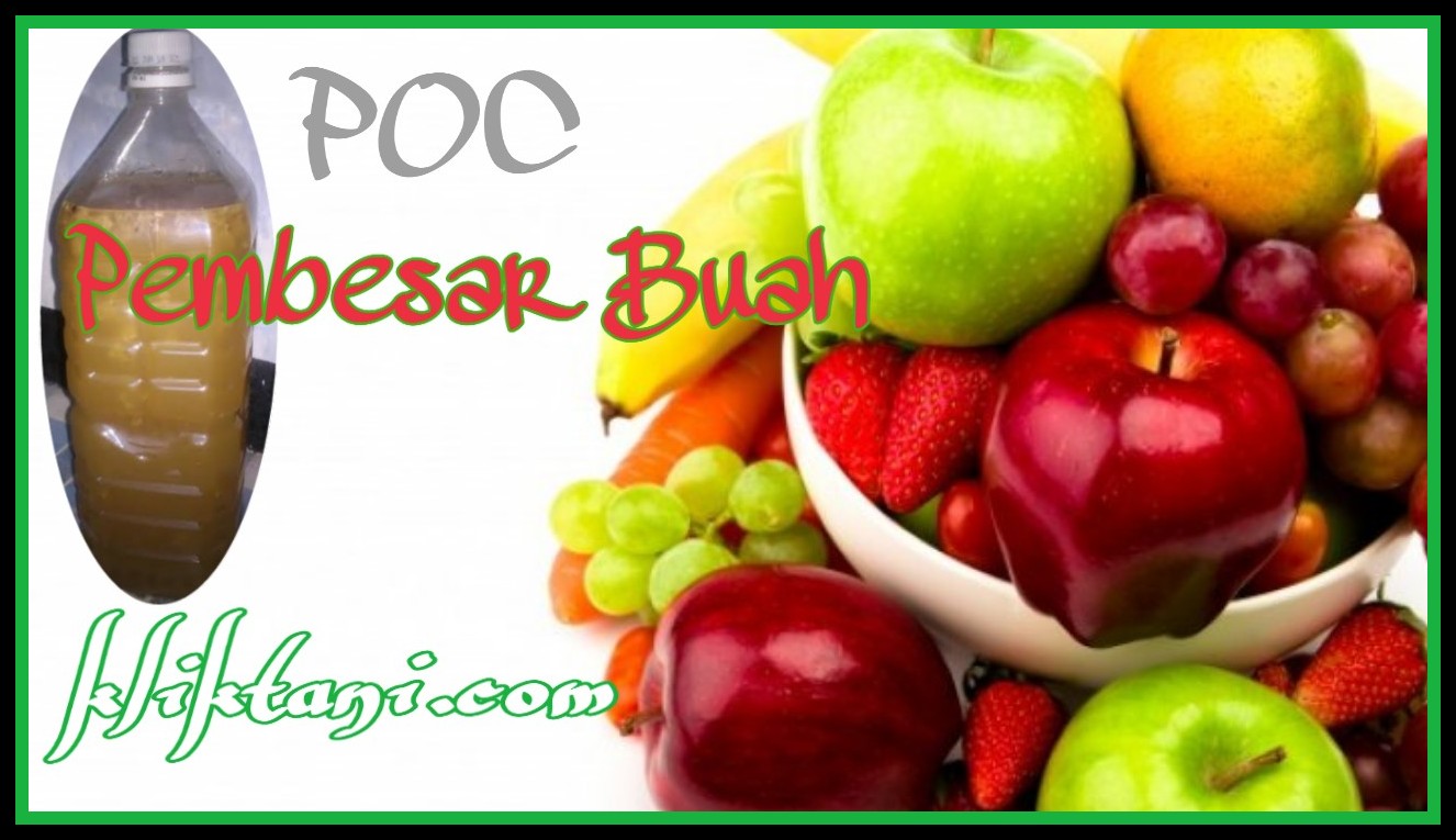 Cara Membuat POC Pembesar Buah Paling MANTUL (Mantap Betul) - kliktani.com