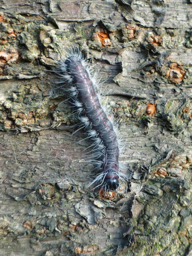 モンクロシャチホコ（幼虫のみ） Larva of Black Marked Prominent水元公園の生き物