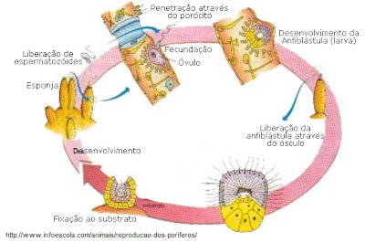 filo platyhelminthes infoescola