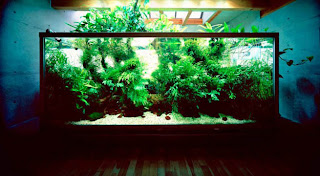 Marzua: Aquascaping, jardines acuáticos en casa