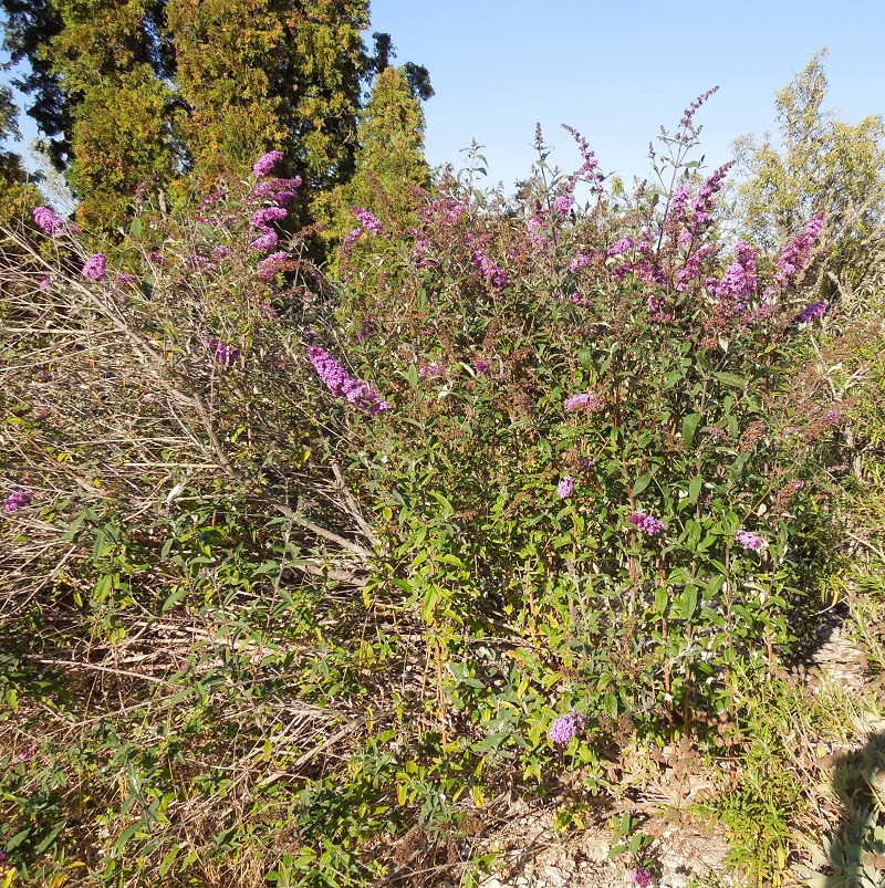 This Butterfly Bush Shows How Nature Adapts