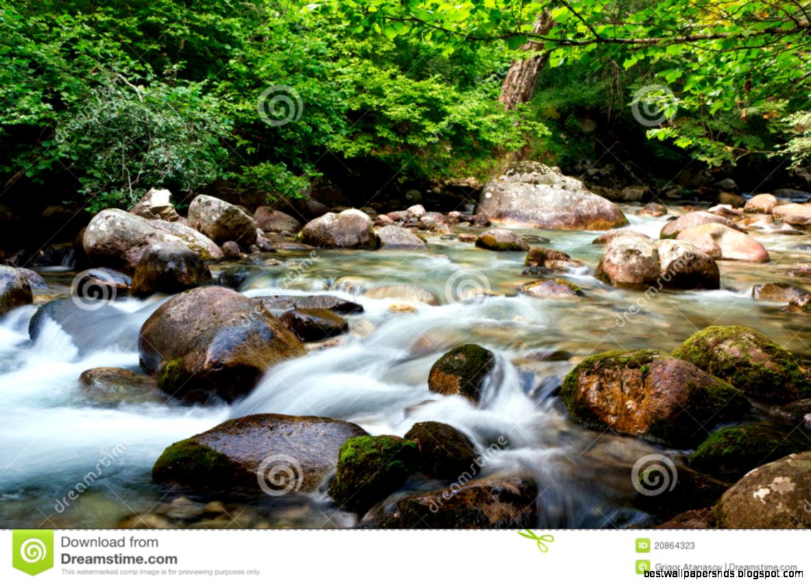 Water Stream and Forest Pictures