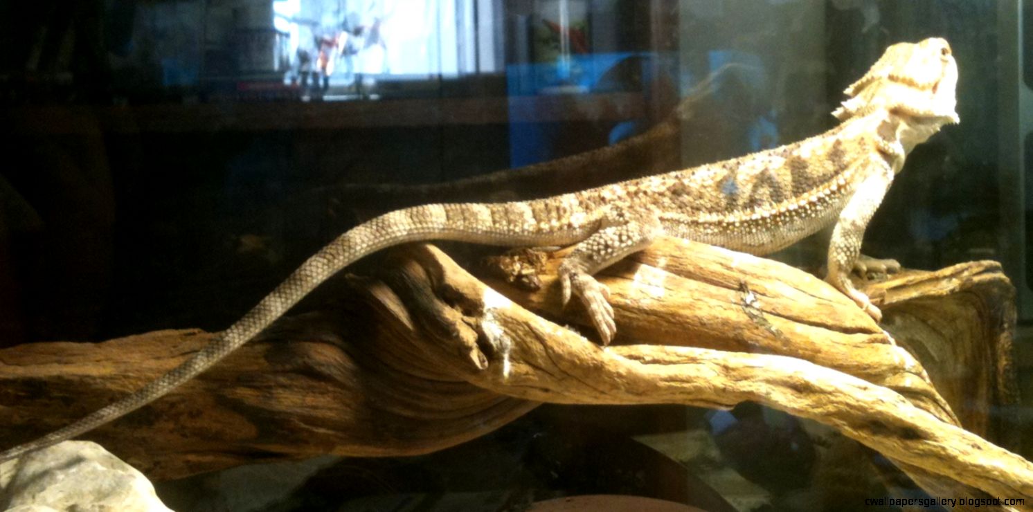 hehehe-bearded-dragon5.jpg