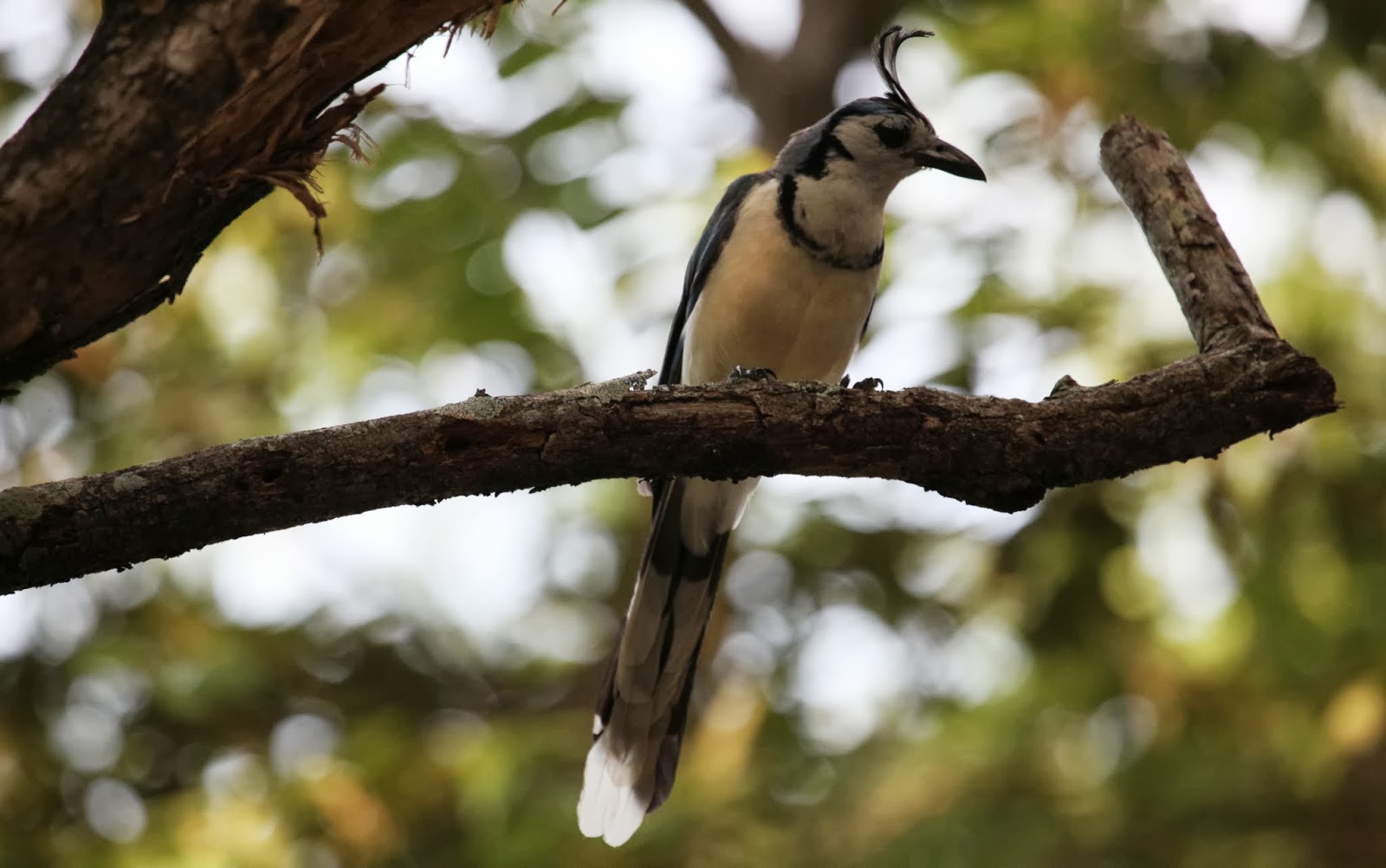Instantes alados Costa Rica Urraca copetona