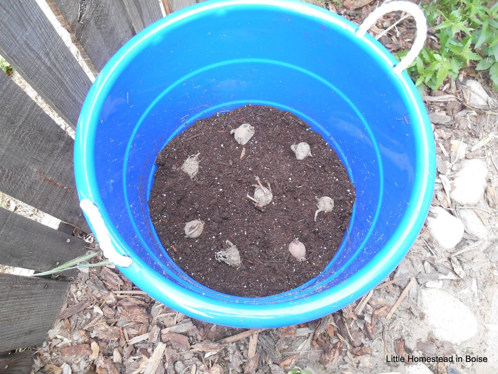 Little Homestead In Boise New Chicks! Garden Update, Growing Potatoes