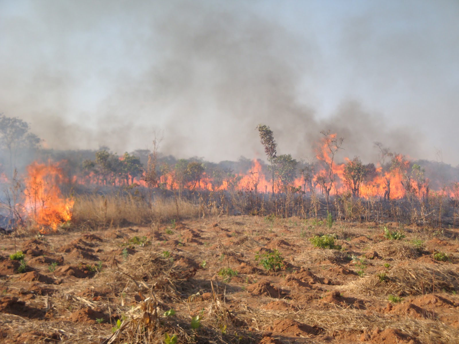 Nature of Oregon Bush Fire