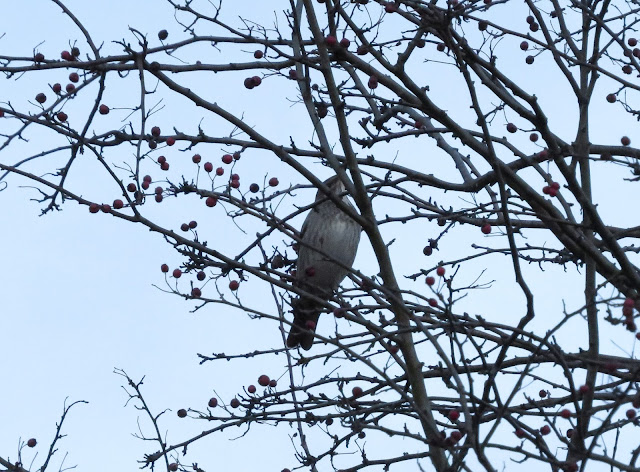 Black-throated Thrush - St Asaph, North Wales