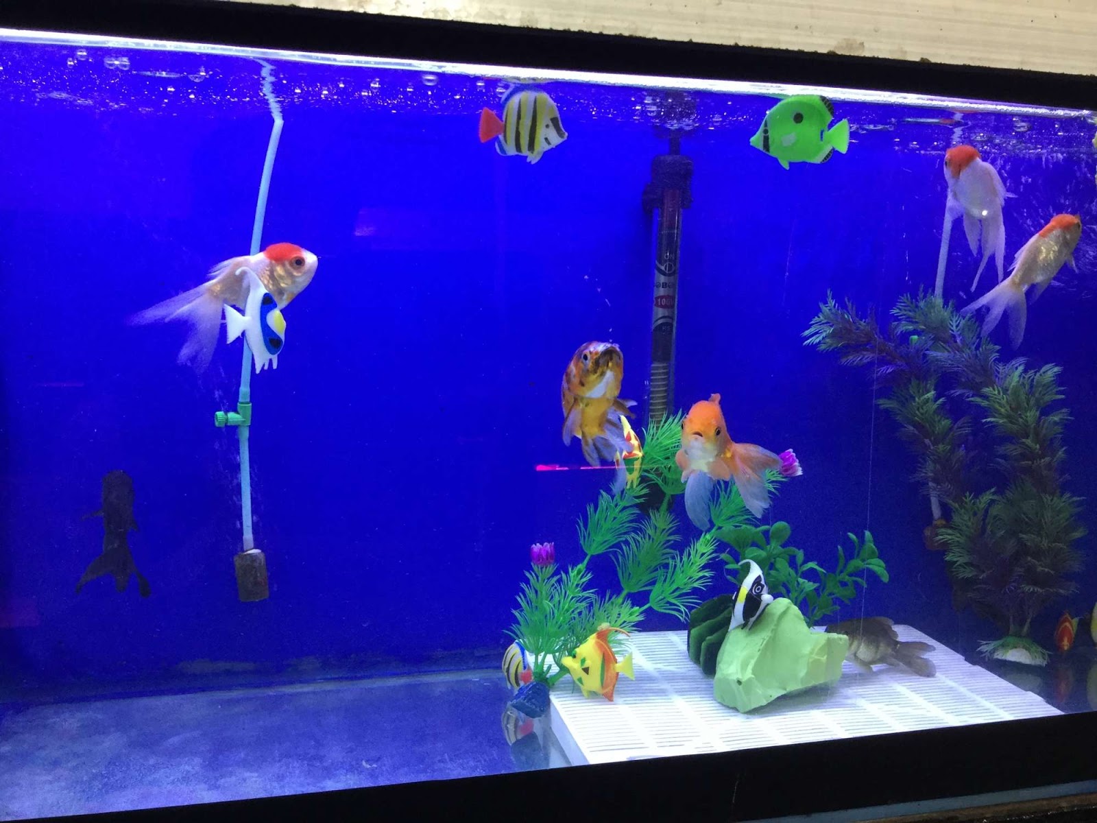 The Types of Fish That are Popular in the Aquarium Today fishhobbyist