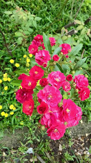 hình ảnh hoa hồng leo red fairy hoa hồng leo red fairy