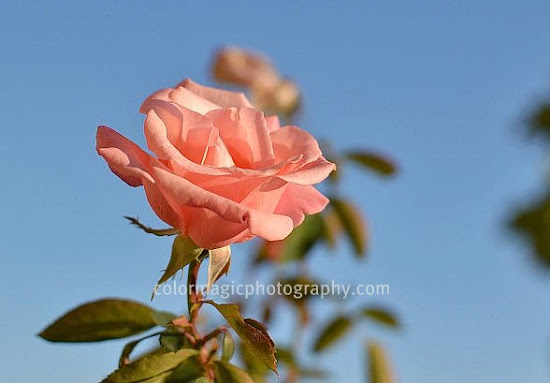 Pink rose and blue sky-closeup