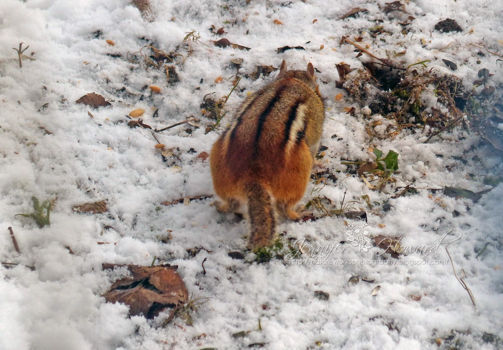 do birds hibernate during winter do birds hibernate during winter