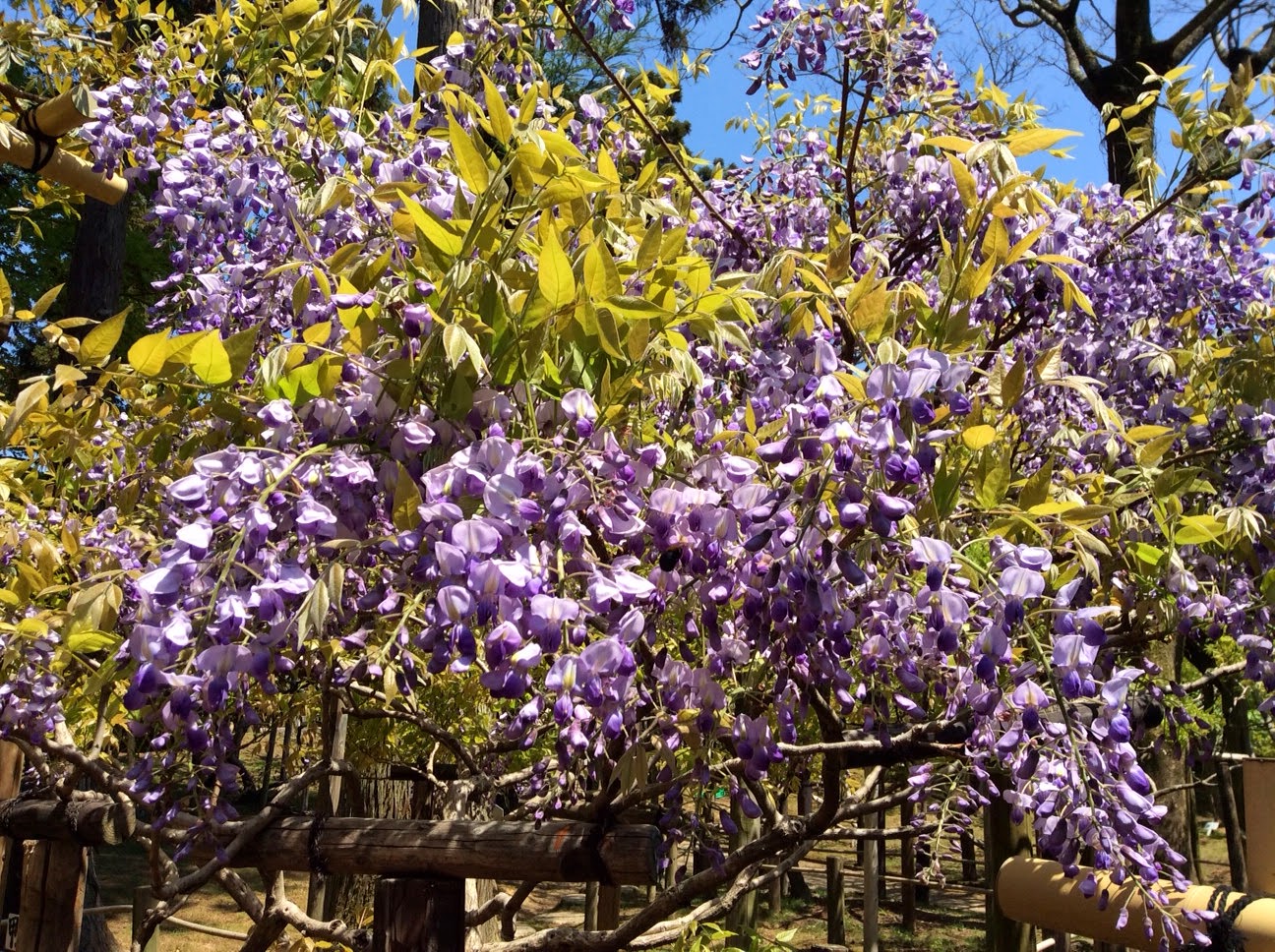 Round of the Seasons in Japan Wisteria Garden