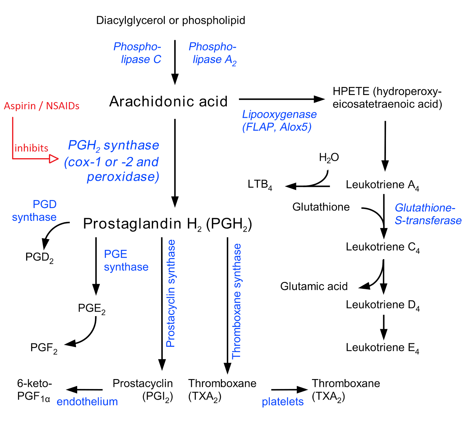 How does aspirin reduce fever? Antipyretic action of aspirin