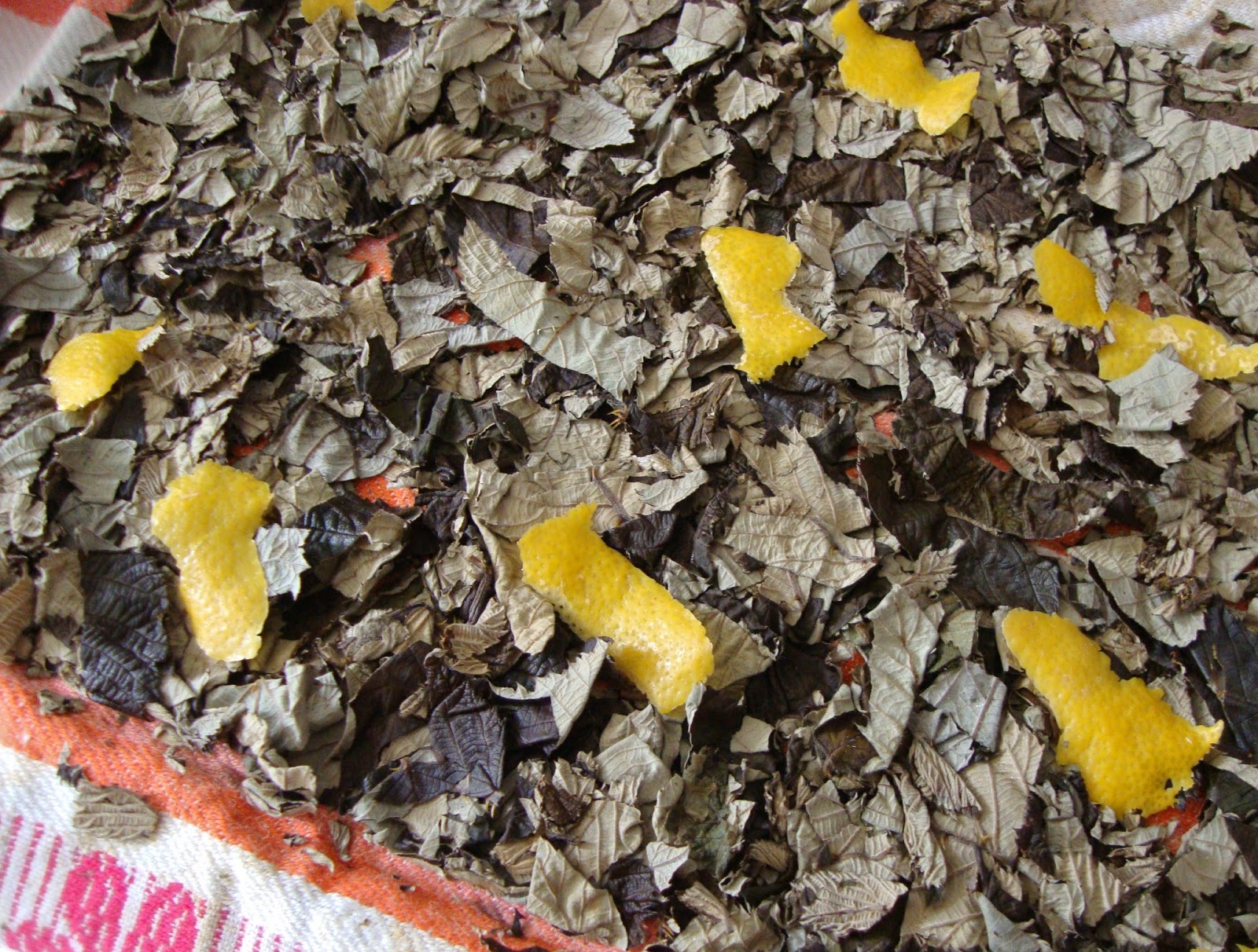 Cooketteria: Fermentierter Brombeerblättertee (funzt auch mit Himbeer ...