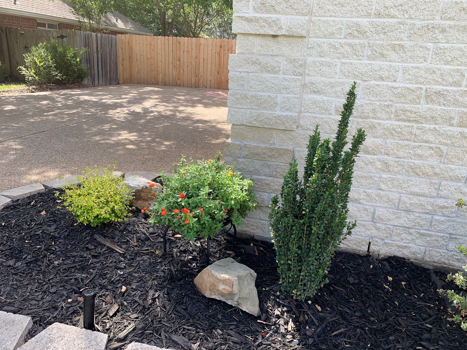 Future Plants By Randy Stewart Abelia
