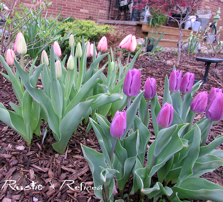 Tulips Flowers Near Me