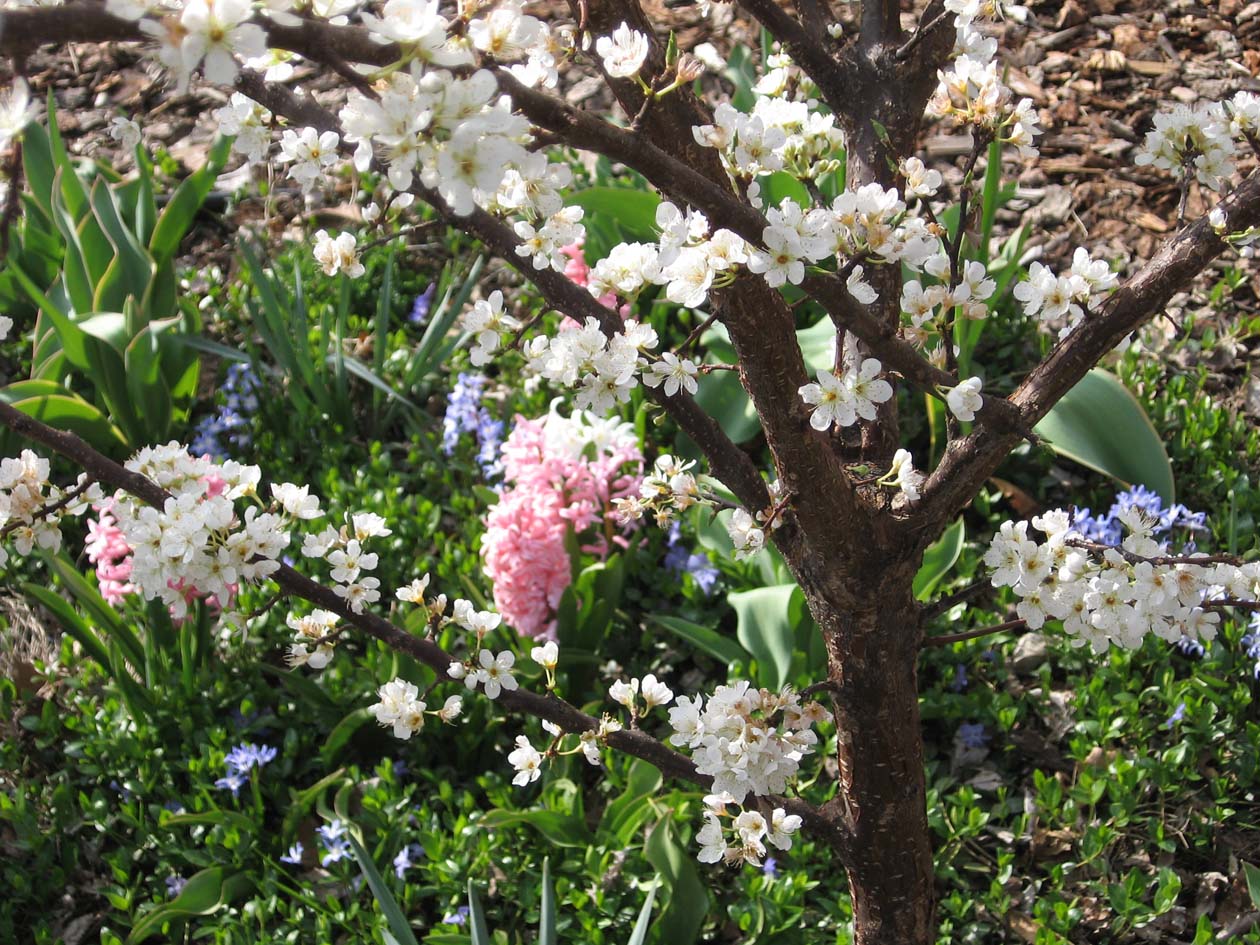 Kansas Gardener May Day