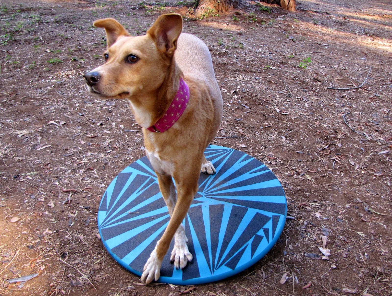 ZoePhee How to Make Wobble Board for Dogs!