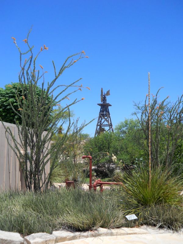 Cheryl's USA Desert plants shine in West Texas garden