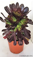 Plantas crasas, aeonium_Velour