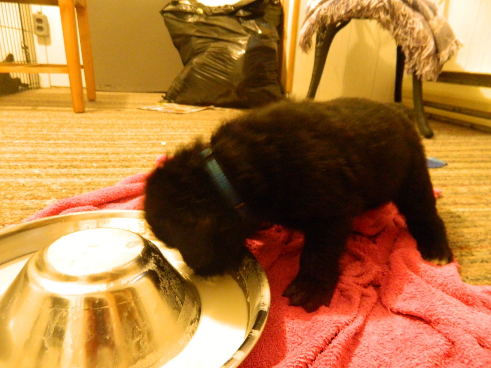 Nine Newfies Days 22 & 23 Gruel & Milk Replacer