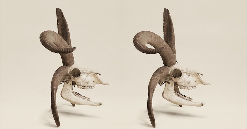 Nag on the Lake: Stereoscopic Images of Victorian Natural History