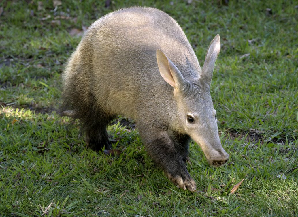Aardvark Wallpapers High Quality Download Free Aardvark Wallpapers High Quality Download Free