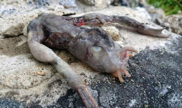 Peruvian Alien bodies found in a cave in Peru